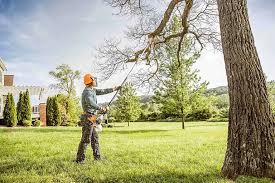 How Our Tree Care Process Works  in  Trenton, IL