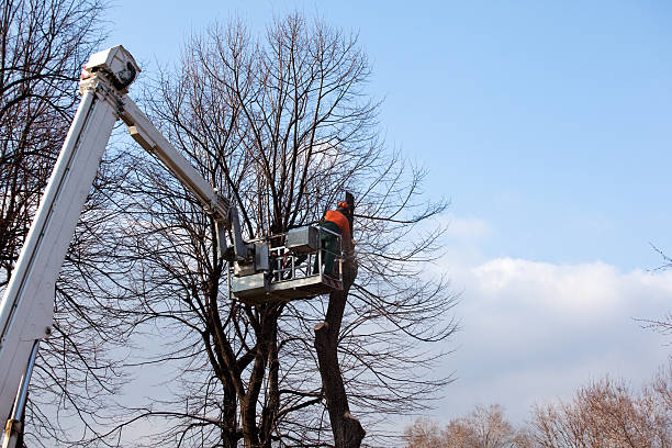 Trusted Trenton, IL Tree Care Experts